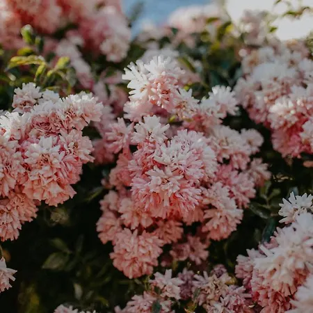 Landhotel Rosenschanke 3* Kreischa