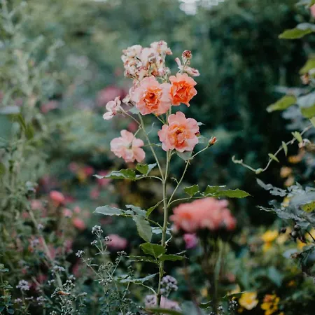 Landhotel Rosenschanke Hotel 3*