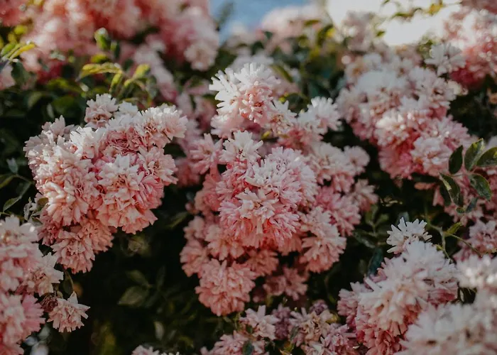 Landhotel Rosenschanke 3* Kreischa