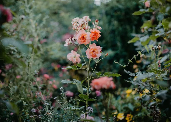 Landhotel Rosenschanke Hotel 3*